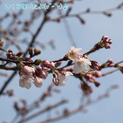 ①桜