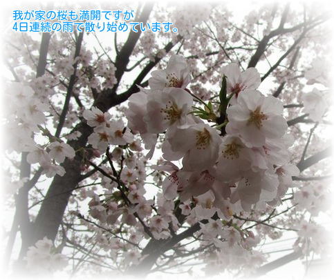 ⑦桜