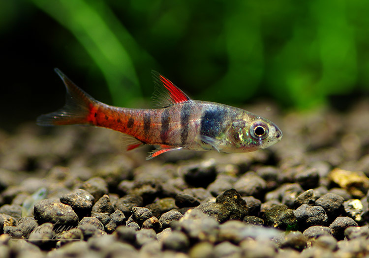 小型美魚 - 熱帯魚