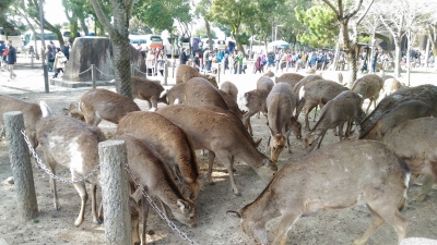 2017-2-26 奈良公園 4