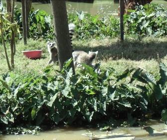 マダガスカル自然公園のキツネザル
