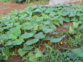 無堆肥有機農法キューリ栽培