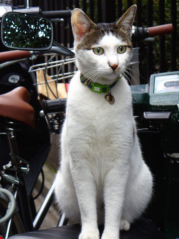 チャリンコ置き場でバイクに座ってるキジ白猫2
