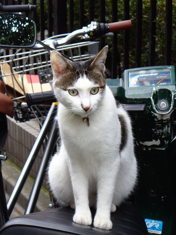 チャリンコ置き場でバイクに座ってるキジ白猫3