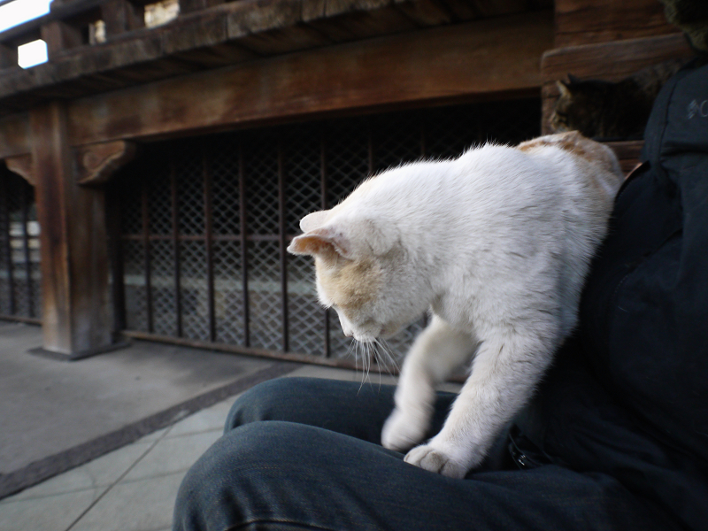 階段で膝に乗ってくる白茶猫1