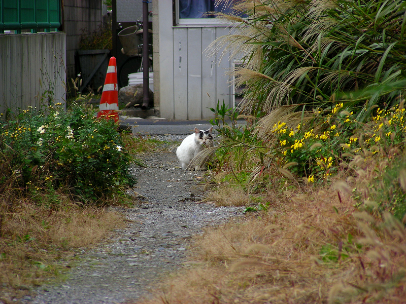 土道奥の白黒猫1