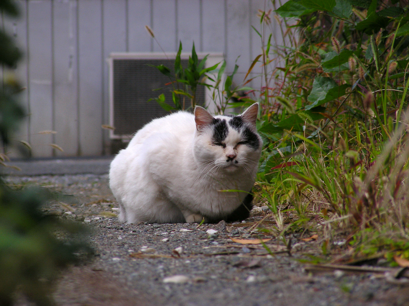 土道奥の白黒猫2