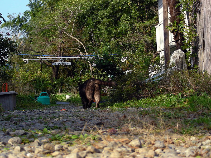 民家の庭と黒グレー猫1