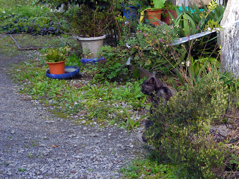 民家の庭と黒グレー猫2