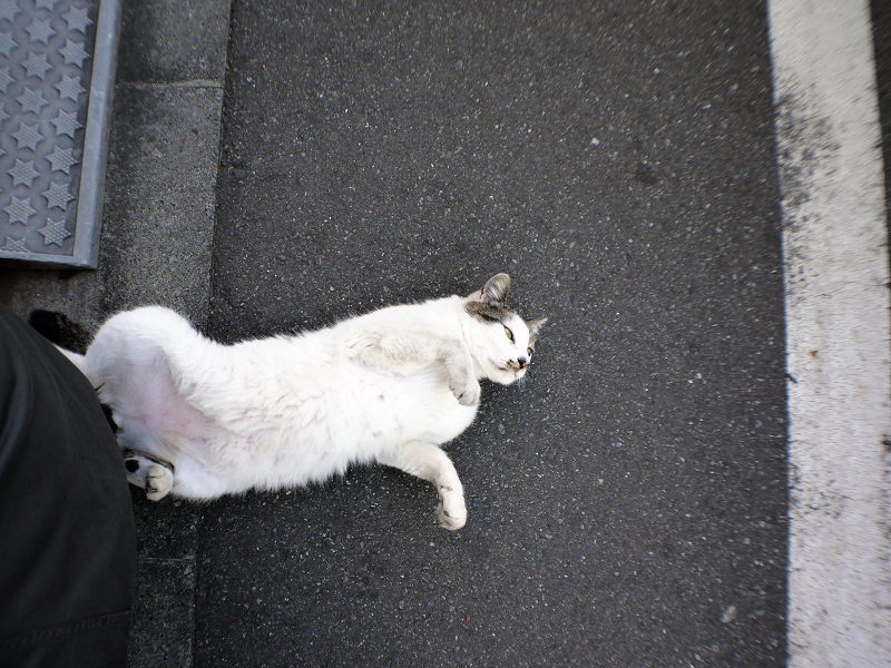 背後で転がってた白キジ猫2