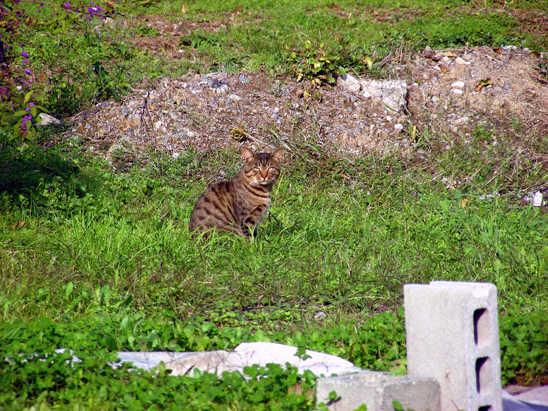 広い庭にいたキジトラ猫2