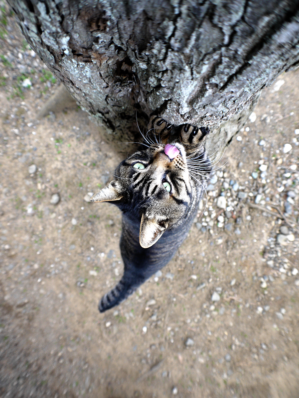 大木で爪を研ぐキジトラ猫3