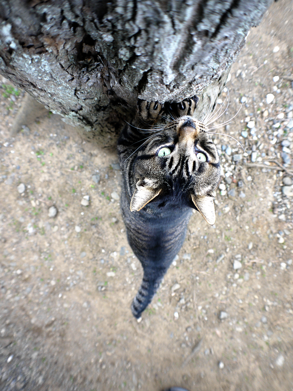 大木で爪を研ぐキジトラ猫5