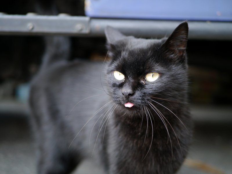 駐車場でベロを出した黒猫2