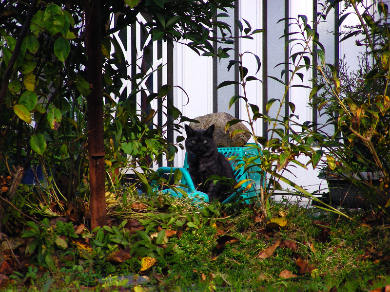 民家の庭茂みの猫1
