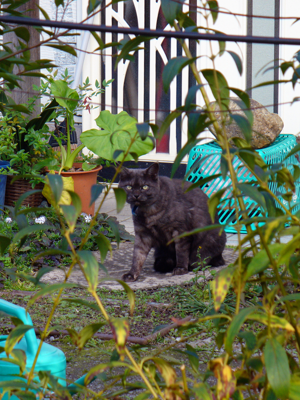 民家の庭茂みの猫2