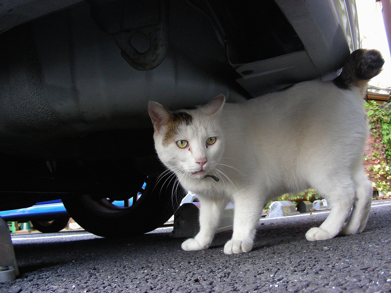 車の下の白キジ猫1