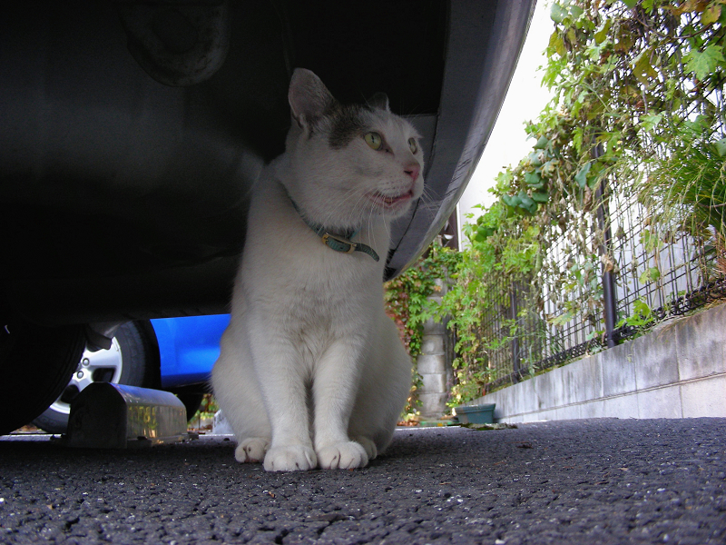 車の下の白キジ猫2