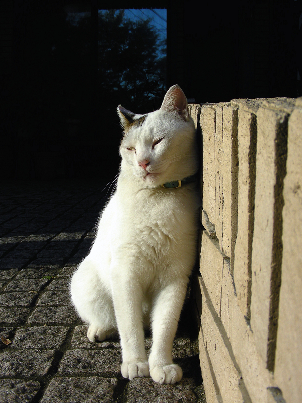 ガレージの白キジ猫2