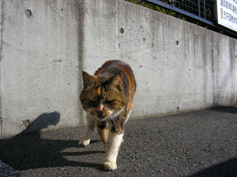 駐車場で寄ってくる三毛猫2