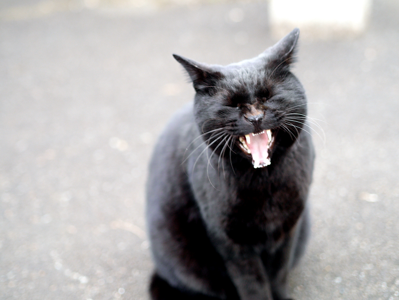 黒猫あくび