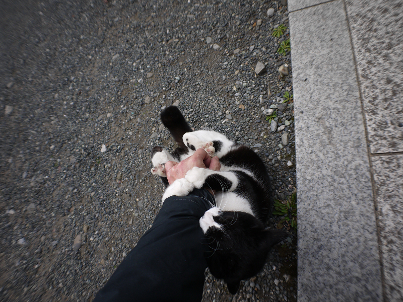 私の腕を噛みまくる黒白猫1