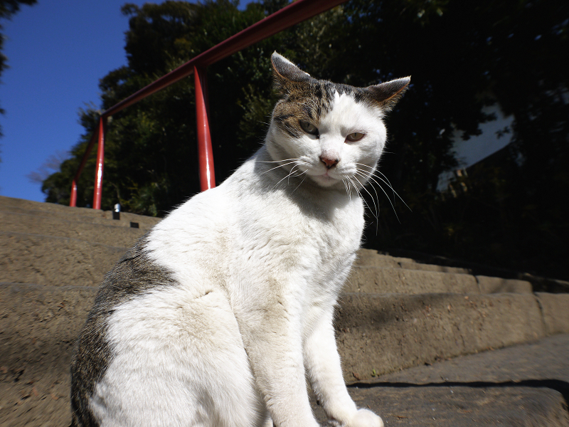 お寺の階段で出会ったキジ白猫3