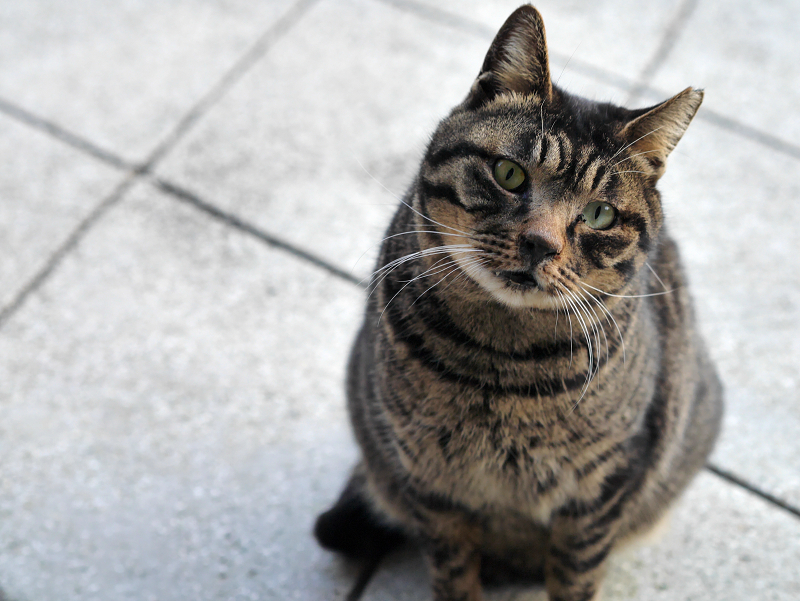 お寺境内のキジトラ猫の表情2