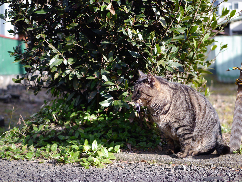 裏路地で何かを見ているキジトラ猫