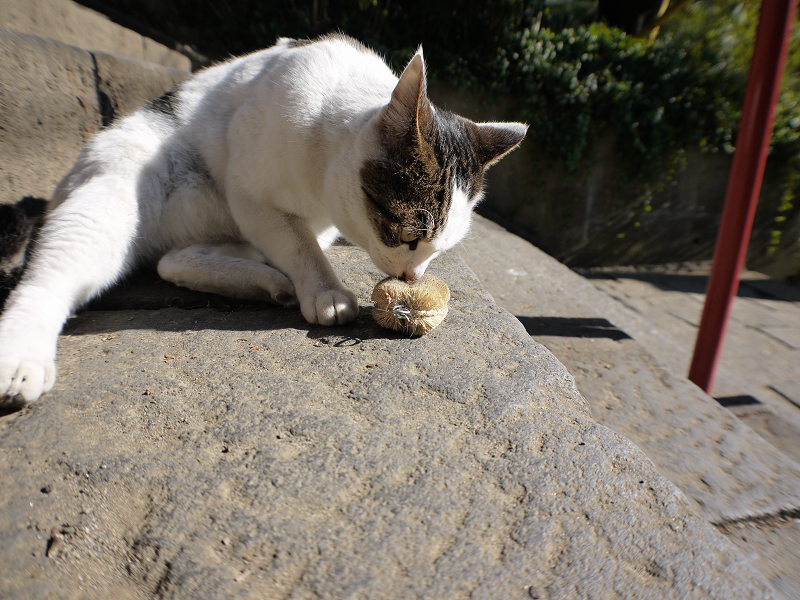 お寺の階段でタワシに興味津々なキジ白猫