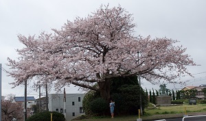 29桜