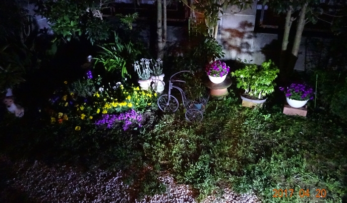 DSC08589私の庭夜