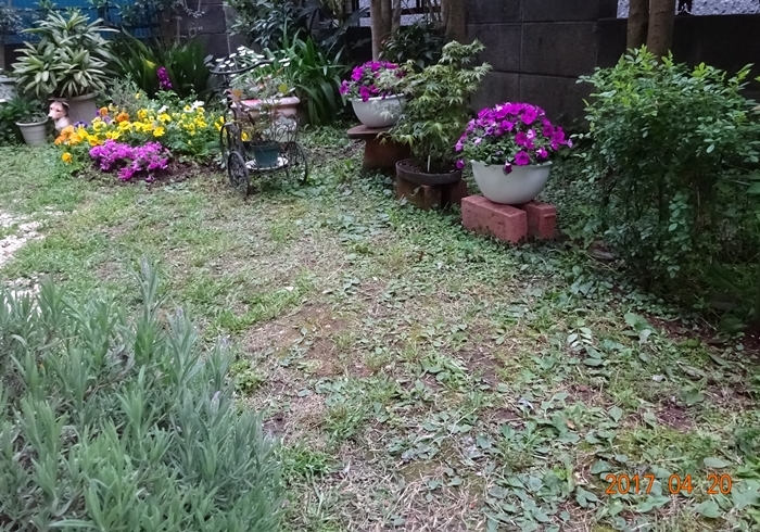 DSC08548私の庭昼