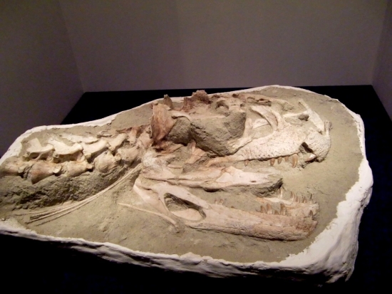Majungasaurus crenatissimus 002
