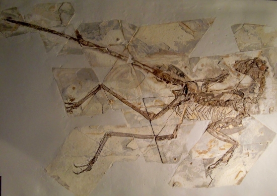 Sinornithosaurus millenii 3