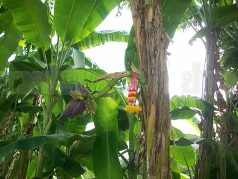 Banana tree (1)