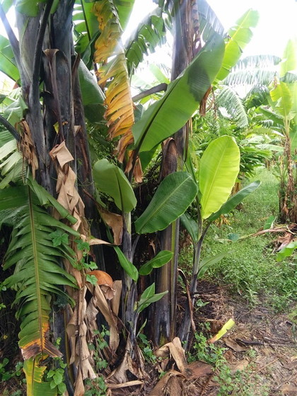 Banana tree (3)