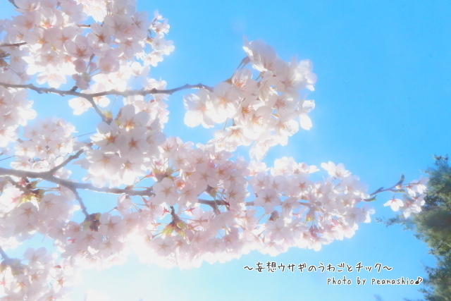 ほほさん的桜