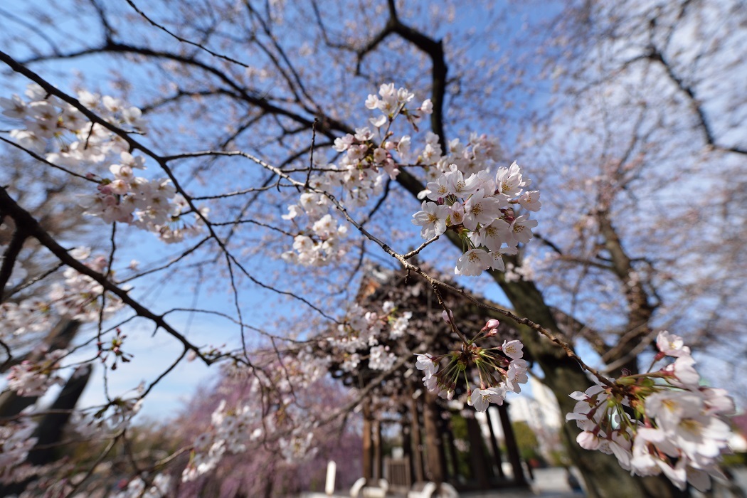 都心の桜②