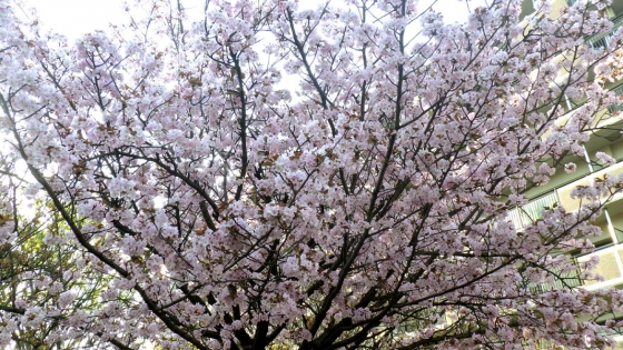 造幣局 桜の通り抜け 2017 Part1(衣笠:きぬがさ)