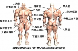 Body_muscles (1)