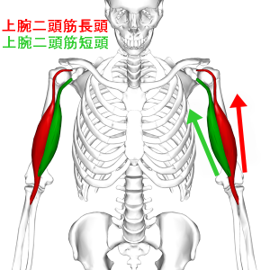Biceps_brachii_muscle06_20170328194729ce2.png