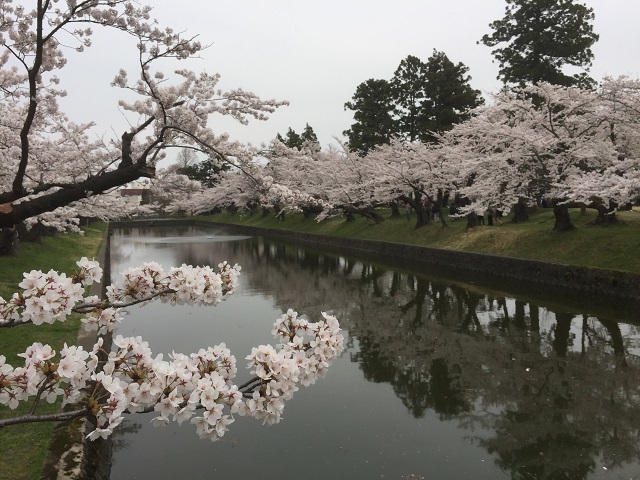 鶴岡公園 2017 桜1