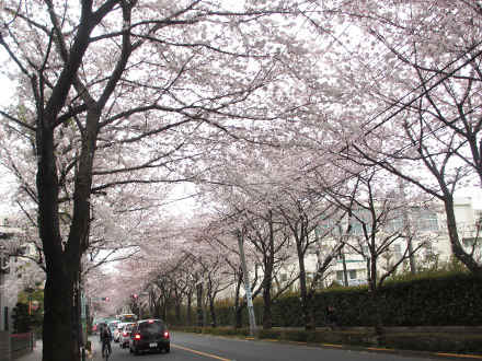 三鷹通りの桜