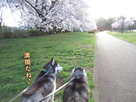 野川公園お花見散歩