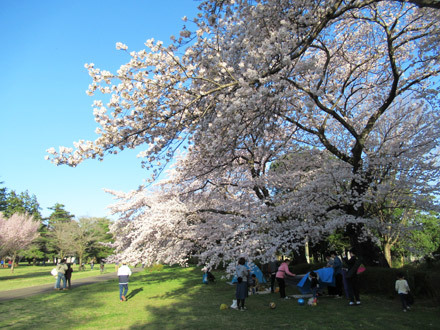 野川公園お花見散歩