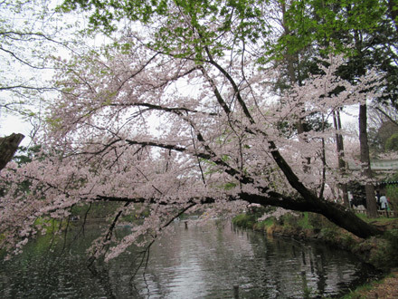 井の頭公園の桜
