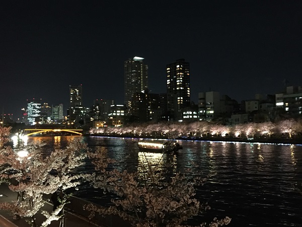 大川の桜 001