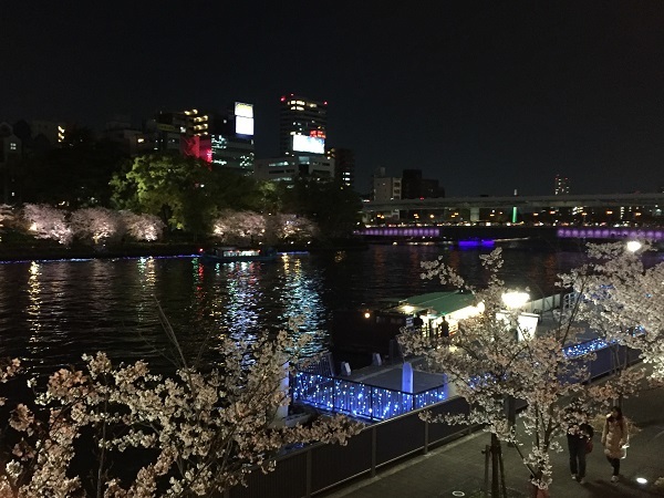 大川の桜 002