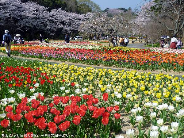 世界一美しい 桜とチューリップの庭園 はままつフラワーパーク 前編 浜松市西区 ちょこっと日帰り旅行 伊豆の田舎より
